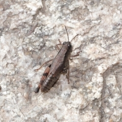 Phaulacridium vittatum at Tennent, ACT - 2 Aug 2022 12:43 PM