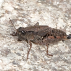 Phaulacridium vittatum at Tennent, ACT - 2 Aug 2022 12:43 PM