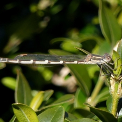 Austrolestes leda (Wandering Ringtail) at Braemar, NSW - 3 Aug 2022 by Curiosity