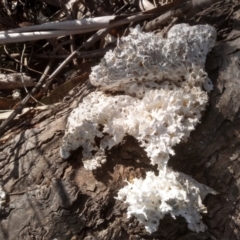 Laetiporus portentosus (White Punk) at Cooma, NSW - 3 Aug 2022 by mahargiani