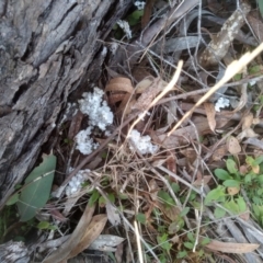 Laetiporus portentosus at Cooma, NSW - 3 Aug 2022