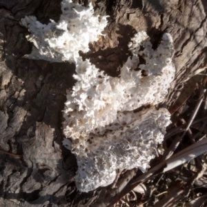 Laetiporus portentosus at Cooma, NSW - 3 Aug 2022