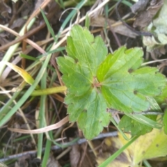 Ranunculus lappaceus at Cooma, NSW - 3 Aug 2022 03:11 PM