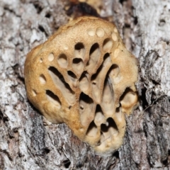 Hexagonia vesparia (Wasp Nest Polypore) at Paddys River, ACT - 2 Aug 2022 by TimL