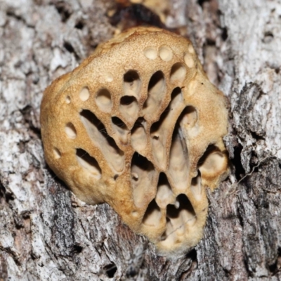 Hexagonia vesparia (Wasp Nest Polypore) at Namadgi National Park - 2 Aug 2022 by TimL