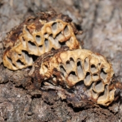 Hexagonia vesparia at Paddys River, ACT - 2 Aug 2022