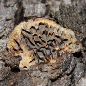 Hexagonia vesparia at Paddys River, ACT - 2 Aug 2022