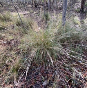 Rytidosperma pallidum at Karabar, NSW - 3 Aug 2022