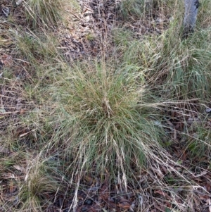 Rytidosperma pallidum at Karabar, NSW - 3 Aug 2022