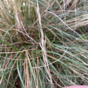 Rytidosperma pallidum at Karabar, NSW - 3 Aug 2022