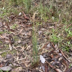 Juncus remotiflorus (A Rush) at Karabar, NSW - 3 Aug 2022 by Steve_Bok