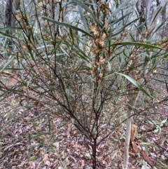 Daviesia mimosoides (Bitter Pea) at Karabar, NSW - 3 Aug 2022 by Steve_Bok