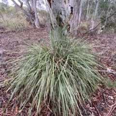 Lomandra longifolia (Spiny-headed Mat-rush, Honey Reed) at Karabar, NSW - 3 Aug 2022 by Steve_Bok