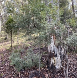 Acacia decurrens at Karabar, NSW - 3 Aug 2022