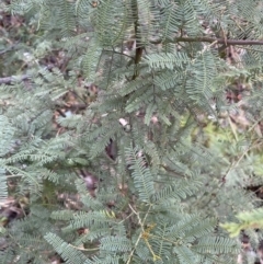 Acacia decurrens at Karabar, NSW - 3 Aug 2022