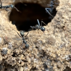 Iridomyrmex sp. (genus) (Ant) at Karabar, NSW - 3 Aug 2022 by Steve_Bok