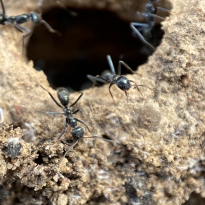 Iridomyrmex sp. (genus) (Ant) at Mount Jerrabomberra - 3 Aug 2022 by SteveBorkowskis