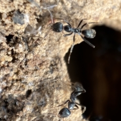 Iridomyrmex sp. (genus) at Karabar, NSW - 3 Aug 2022