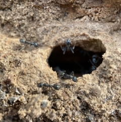 Iridomyrmex sp. (genus) at Karabar, NSW - 3 Aug 2022