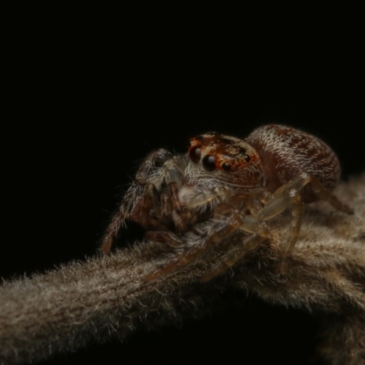 Opisthoncus sp. (genus) (Unidentified Opisthoncus jumping spider) at Yass, NSW - 3 Aug 2022 by amiessmacro