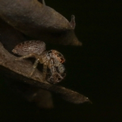 Opisthoncus sp. (genus) at Yass, NSW - 3 Aug 2022 05:14 PM