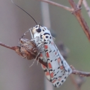 Utetheisa (genus) at Conder, ACT - 10 Oct 2015