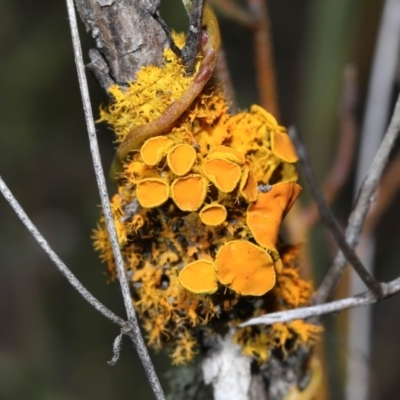 Teloschistes sp. (genus) (A lichen) at Namadgi National Park - 2 Aug 2022 by TimL