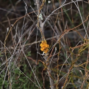 Teloschistes sp. (genus) at Tennent, ACT - 2 Aug 2022