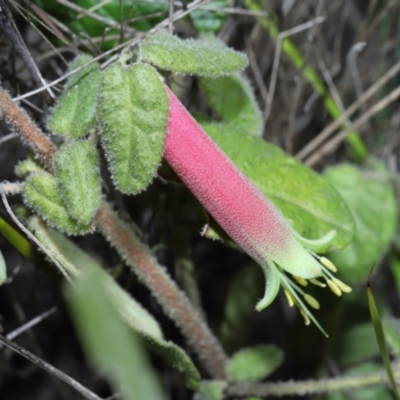 Correa reflexa (Common Correa, Native Fuchsia) at Tennent, ACT - 2 Aug 2022 by TimL