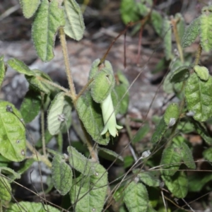 Correa reflexa at Tennent, ACT - 2 Aug 2022 11:07 AM