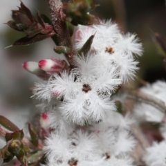 Leucopogon attenuatus (Small-leaved Beard Heath) at Tennent, ACT - 2 Aug 2022 by TimL