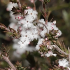 Styphelia attenuata at Tennent, ACT - 2 Aug 2022