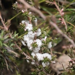 Styphelia attenuata at Tennent, ACT - 2 Aug 2022