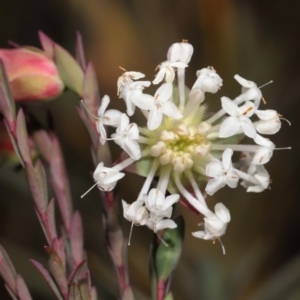 Pimelea linifolia at Tennent, ACT - 2 Aug 2022