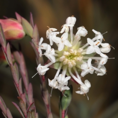 Pimelea linifolia (Slender Rice Flower) at Tennent, ACT - 2 Aug 2022 by TimL