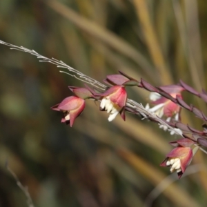 Pimelea linifolia at Tennent, ACT - 2 Aug 2022