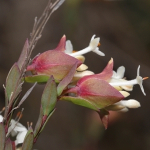 Pimelea linifolia at Tennent, ACT - 2 Aug 2022