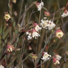 Pimelea linifolia at Tennent, ACT - 2 Aug 2022