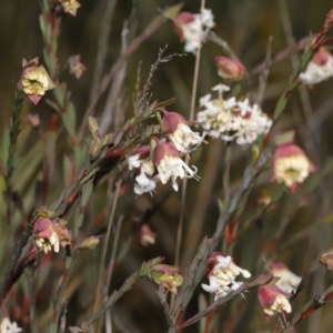 Pimelea linifolia at Tennent, ACT - 2 Aug 2022 01:16 PM