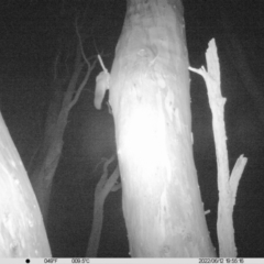 Petaurus norfolcensis (Squirrel Glider) at Thurgoona, NSW - 12 Jun 2022 by ChrisAllen