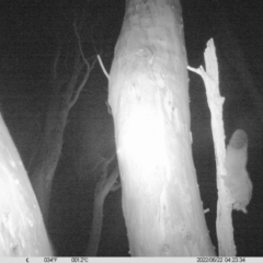 Petaurus norfolcensis (Squirrel Glider) at Thurgoona, NSW - 21 Jun 2022 by ChrisAllen