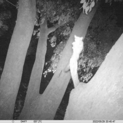 Petaurus sp. (A glider) at Table Top, NSW - 29 May 2022 by ChrisAllen