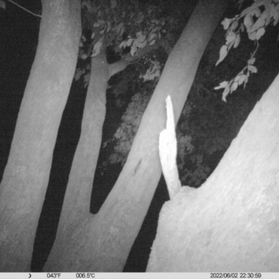 Petaurus norfolcensis (Squirrel Glider) at Table Top, NSW - 2 Jun 2022 by ChrisAllen