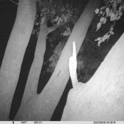 Petaurus norfolcensis (Squirrel Glider) at Table Top, NSW - 8 Jun 2022 by ChrisAllen