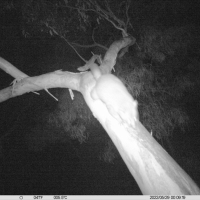 Trichosurus vulpecula (Common Brushtail Possum) at Thurgoona, NSW - 28 May 2022 by ChrisAllen