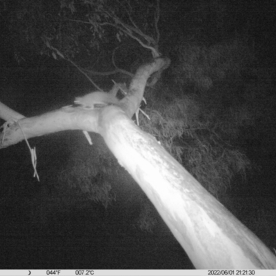 Petaurus norfolcensis (Squirrel Glider) at Thurgoona, NSW - 1 Jun 2022 by ChrisAllen