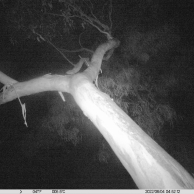 Ninox boobook (Southern Boobook) at Thurgoona, NSW - 3 Jun 2022 by ChrisAllen