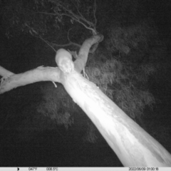 Trichosurus vulpecula (Common Brushtail Possum) at Thurgoona, NSW - 8 Jun 2022 by ChrisAllen