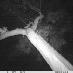 Trichosurus vulpecula (Common Brushtail Possum) at Thurgoona, NSW - 9 Jun 2022 by ChrisAllen