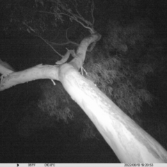 Petaurus norfolcensis (Squirrel Glider) at Monitoring Site 042 - Riparian - 10 Jun 2022 by ChrisAllen